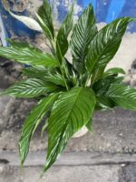 Zdjęcie Spathiphyllum (Skrzydłokwiat) w kategorii rośliny, ujęcie 2