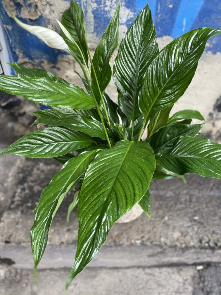 Zdjęcie Spathiphyllum (Skrzydłokwiat) w kategorii rośliny, ujęcie 2
