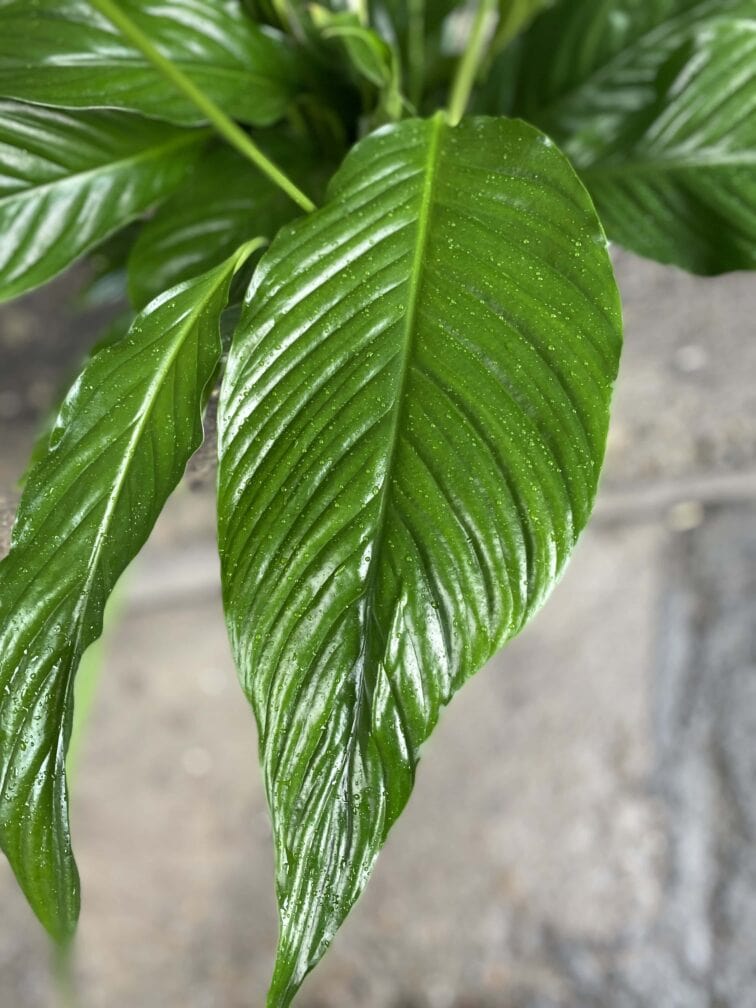 Zdjęcie Spathiphyllum (Skrzydłokwiat) w kategorii rośliny, ujęcie 3