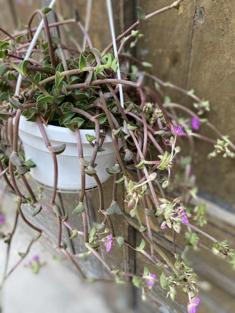 Zdjęcie Tradescantia navicularis (Trzykrotka) w kategorii rośliny, ujęcie 1