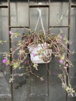 Zdjęcie Tradescantia navicularis (Trzykrotka) w kategorii rośliny, ujęcie 2