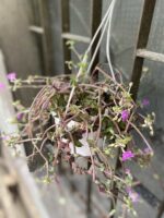 Zdjęcie Tradescantia navicularis (Trzykrotka) w kategorii rośliny, ujęcie 3