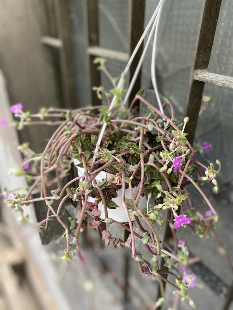 Zdjęcie Tradescantia navicularis (Trzykrotka) w kategorii rośliny, ujęcie 3