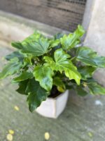 Zdjęcie rośliny Thaumatophyllum Bipinnatifidum (Filodendron Podwójnie Pierzasty), ujęcie 1