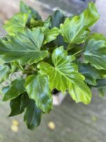 Zdjęcie rośliny Thaumatophyllum Bipinnatifidum (Filodendron Podwójnie Pierzasty), ujęcie 2