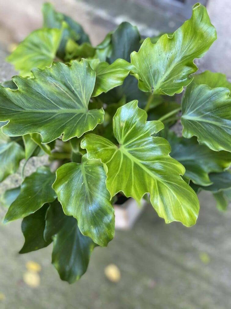 Zdjęcie rośliny Thaumatophyllum Bipinnatifidum (Filodendron Podwójnie Pierzasty), ujęcie 2
