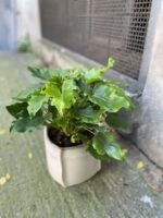 Zdjęcie rośliny Thaumatophyllum Bipinnatifidum (Filodendron Podwójnie Pierzasty), ujęcie 3