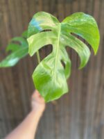 Zdjęcie rośliny Monstera Variegata Sadzonka Szczytowa, ujęcie 6