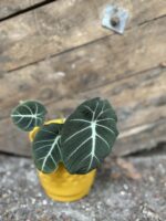 Zdjęcie rośliny Alocasia Black Velvet, ujęcie 1