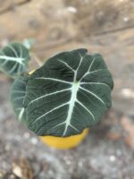 Zdjęcie rośliny Alocasia Black Velvet, ujęcie 2