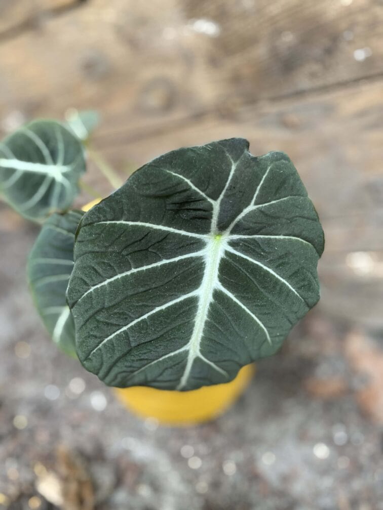 Zdjęcie rośliny Alocasia Black Velvet, ujęcie 2
