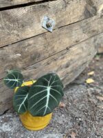 Zdjęcie rośliny Alocasia Black Velvet, ujęcie 3