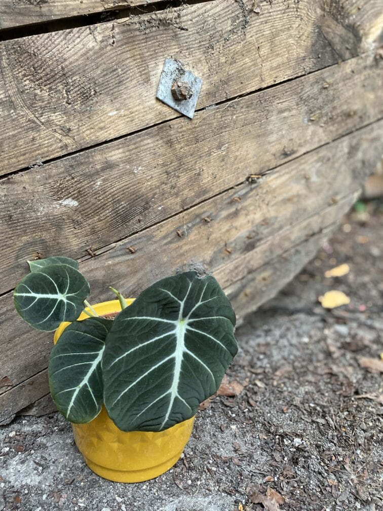 Zdjęcie rośliny Alocasia Black Velvet, ujęcie 3