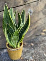 Zdjęcie rośliny Sansevieria Laurenti, ujęcie 1