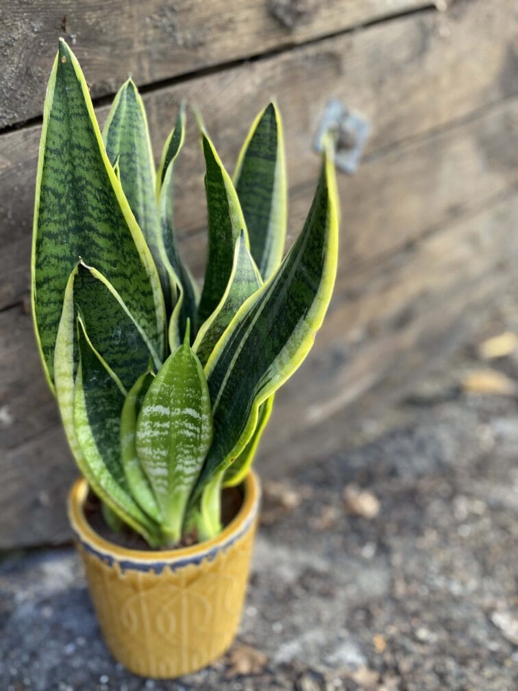 sansevieria-laurenti_12x50-0.jpg Zdjęcie rośliny Sansevieria Laurenti, ujęcie 1