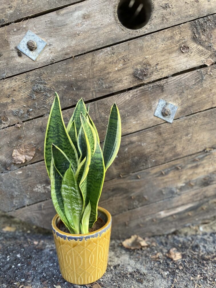 Zdjęcie rośliny Sansevieria Laurenti, ujęcie 2