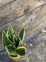 Zdjęcie rośliny Sansevieria Laurenti, ujęcie 3