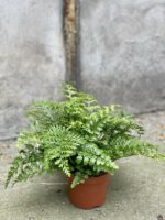 Asplenium Parvati gęsta paproć paprotka - zdjęcie rośliny doniczkowej