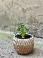 Zdjęcie Albuca spiralis 'Frizzle Sizzle' w kategorii rośliny, ujęcie 1