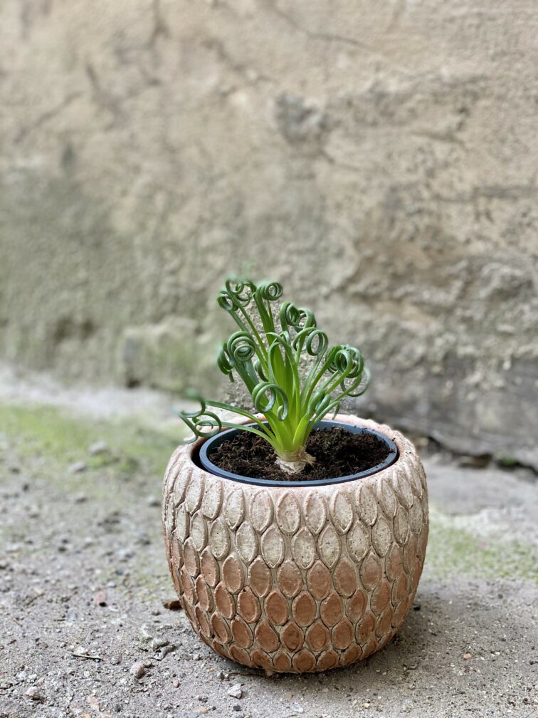 albuca-spiralis-frizzle-sizzle_12x25-0.jpg Zdjęcie Albuca spiralis 'Frizzle Sizzle' w kategorii rośliny, ujęcie 1