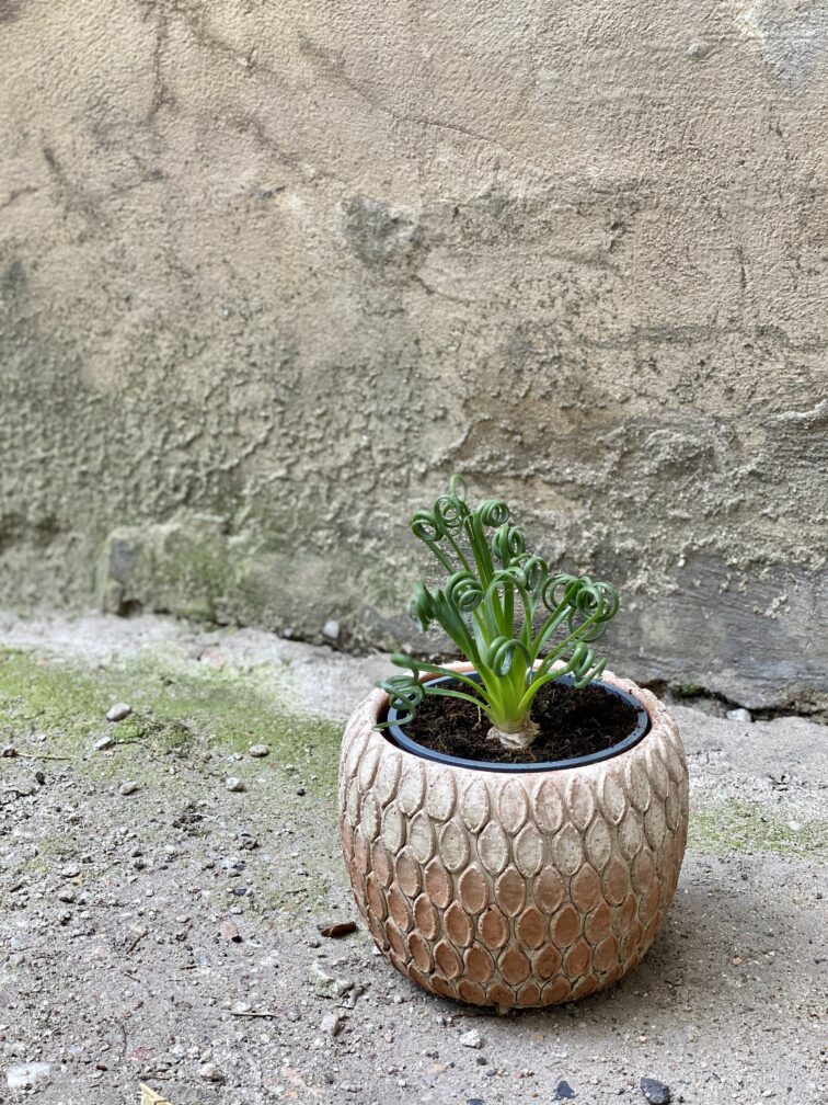 Zdjęcie Albuca spiralis 'Frizzle Sizzle' w kategorii rośliny, ujęcie 2