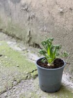 Zdjęcie Albuca spiralis 'Frizzle Sizzle' w kategorii rośliny, ujęcie 3