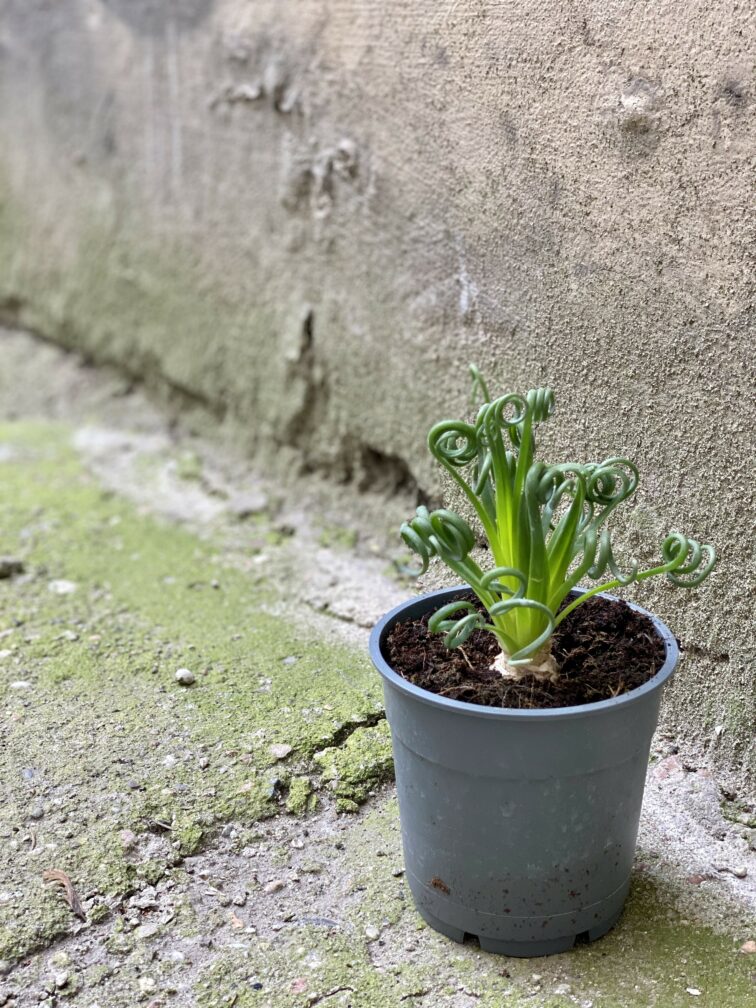 Zdjęcie Albuca spiralis 'Frizzle Sizzle' w kategorii rośliny, ujęcie 3