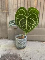 Zdjęcie Anthurium Clarine w kategorii rośliny, ujęcie 1