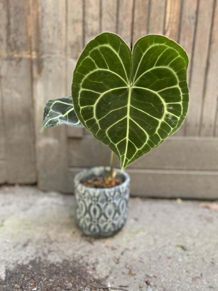 anthurium-clarine_12x45-0.jpg Zdjęcie Anthurium Clarine w kategorii rośliny, ujęcie 1
