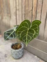 Zdjęcie Anthurium Clarine w kategorii rośliny, ujęcie 2