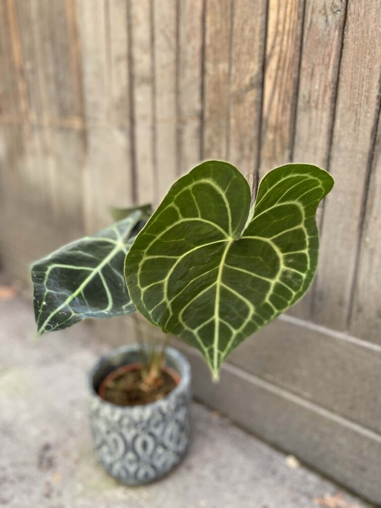 Zdjęcie Anthurium Clarine w kategorii rośliny, ujęcie 2