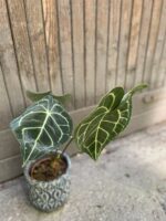 Zdjęcie Anthurium Clarine w kategorii rośliny, ujęcie 3