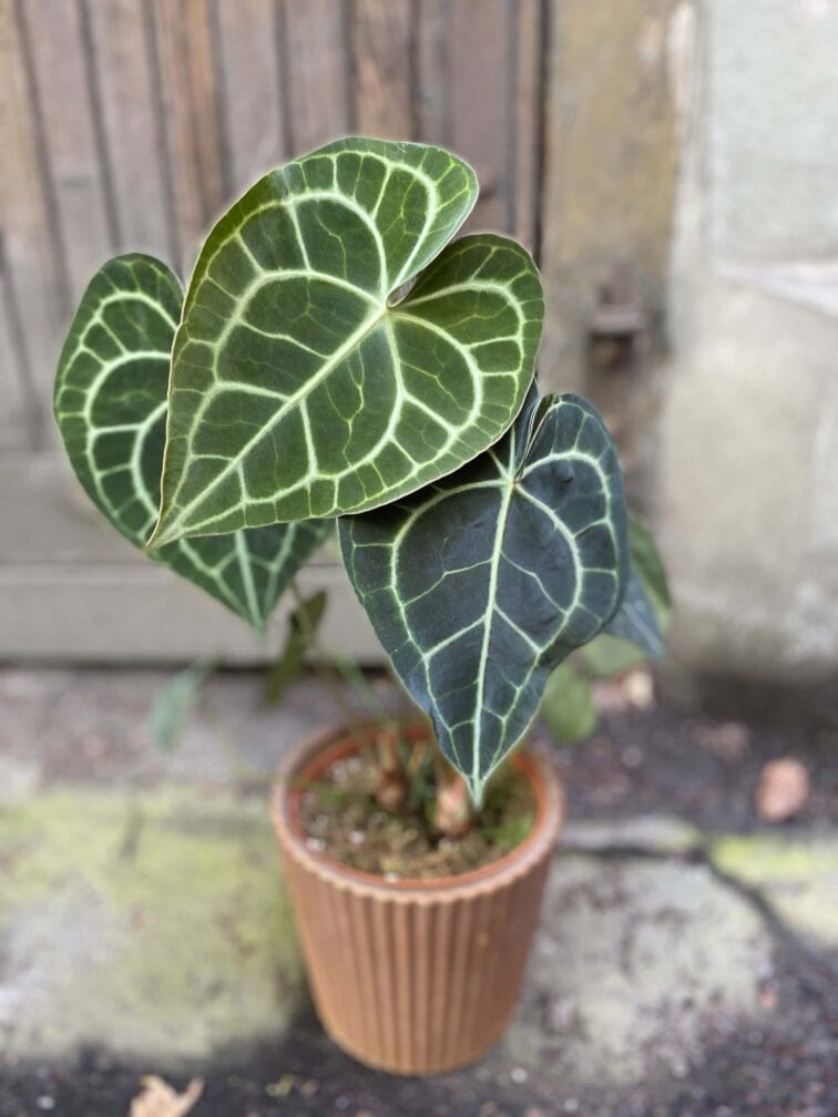 Zdjęcie Anthurium clarinervium w kategorii rośliny, ujęcie 1