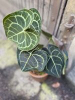 Zdjęcie Anthurium clarinervum w kategorii rośliny, ujęcie 3