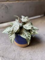 Zdjęcie Aphelandra White Wash w kategorii rośliny, ujęcie 1