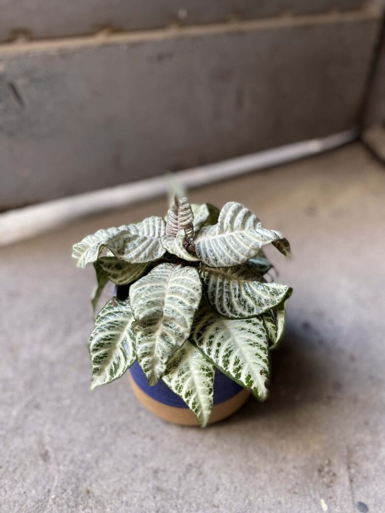 Zdjęcie Aphelandra White Wash w kategorii rośliny, ujęcie 3