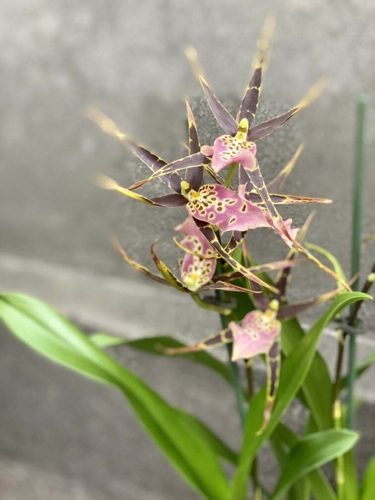 brassia-sherlob-tolkien_12x55-0.jpg Zdjęcie Brassia Sherlob Tolkien w kategorii rośliny, ujęcie 1