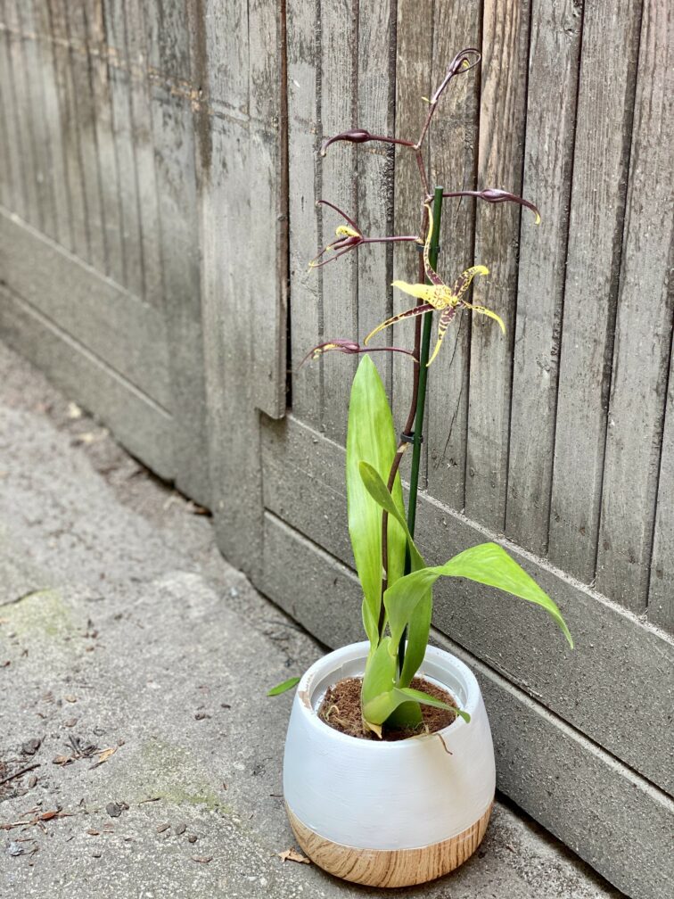brassia-toscane_12x50-0.jpg Zdjęcie Brassia Toscane w kategorii rośliny, ujęcie 1
