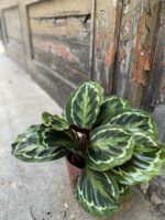 Zdjęcie Calathea Medalion w kategorii rośliny, ujęcie 1