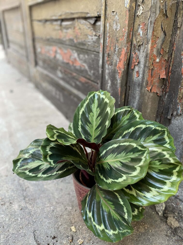 Zdjęcie Calathea Medalion w kategorii rośliny, ujęcie 1