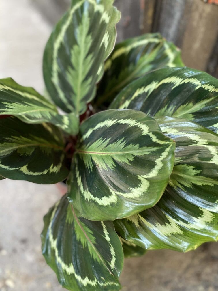 Zdjęcie Calathea Medalion w kategorii rośliny, ujęcie 2