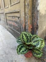 Zdjęcie Calathea Medalion w kategorii rośliny, ujęcie 3