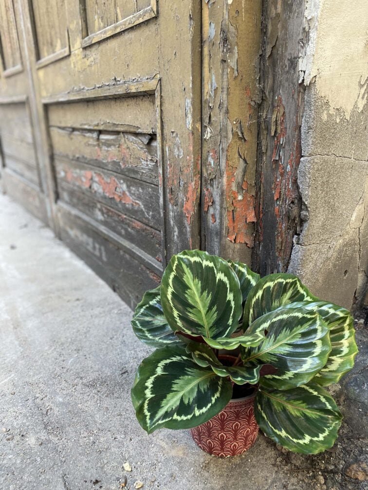 Zdjęcie Calathea Medalion w kategorii rośliny, ujęcie 3