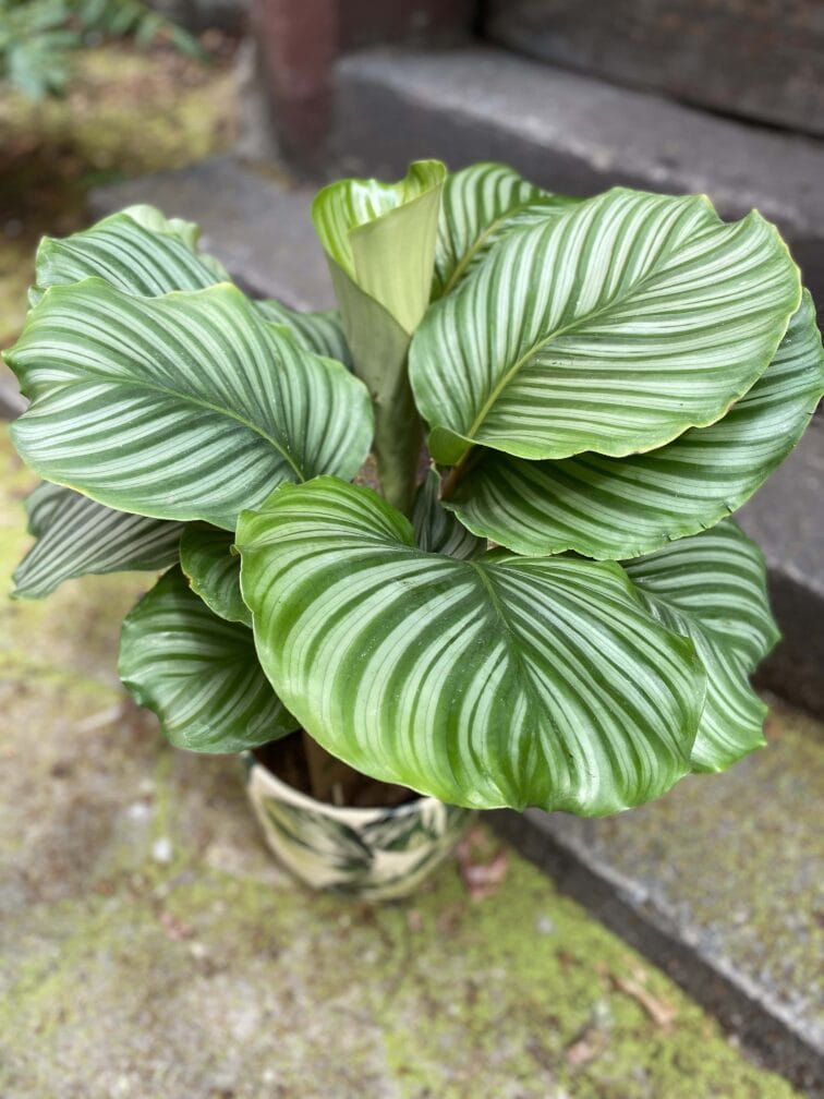 calathea-orbifolia_21x55-0.jpg Zdjęcie Calathea Orbifolia w kategorii rośliny, ujęcie 1