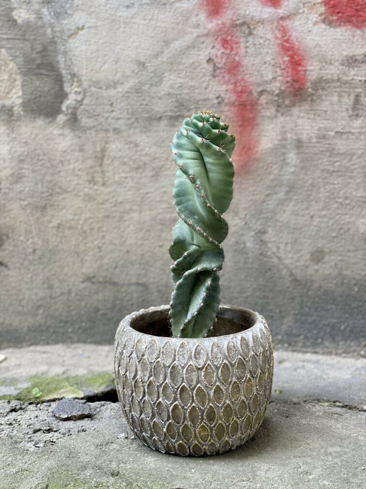 cereus-forbesii-spiralis_11x28-0.jpg Zdjęcie Cereus Forbesii Spiralis w kategorii rośliny, ujęcie 1
