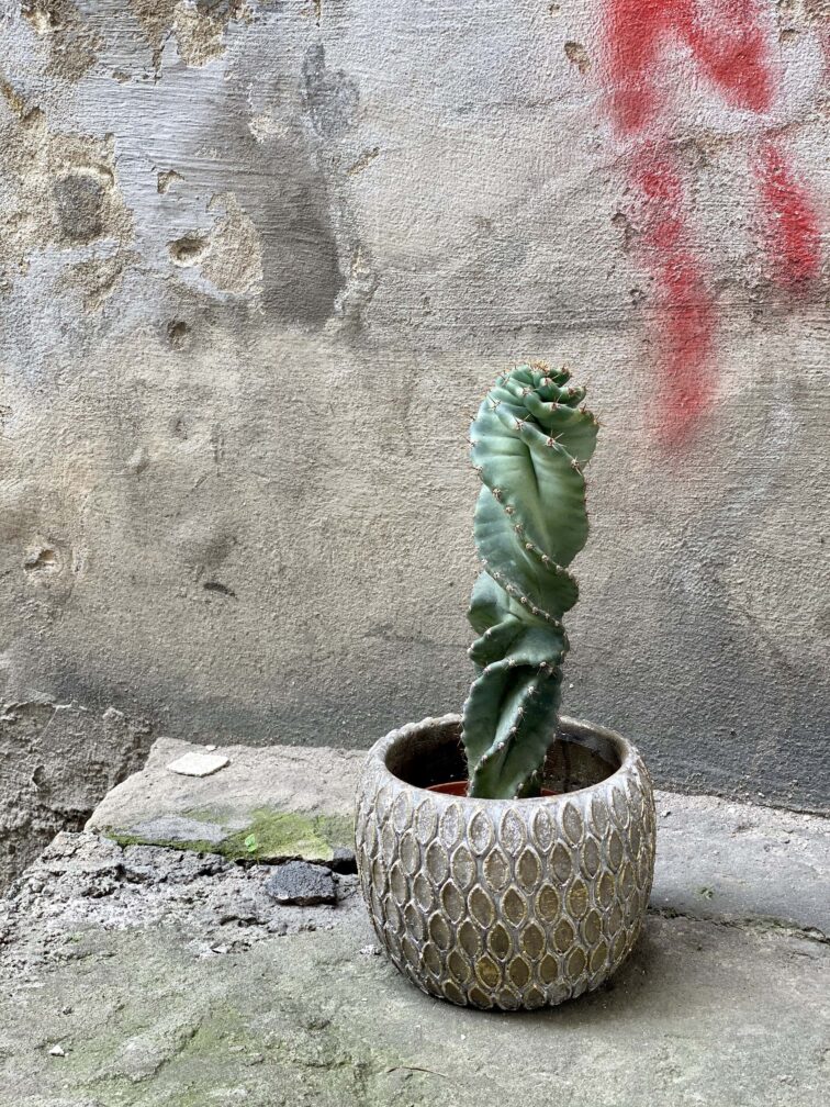 Zdjęcie Cereus Forbesii Spiralis w kategorii rośliny, ujęcie 2