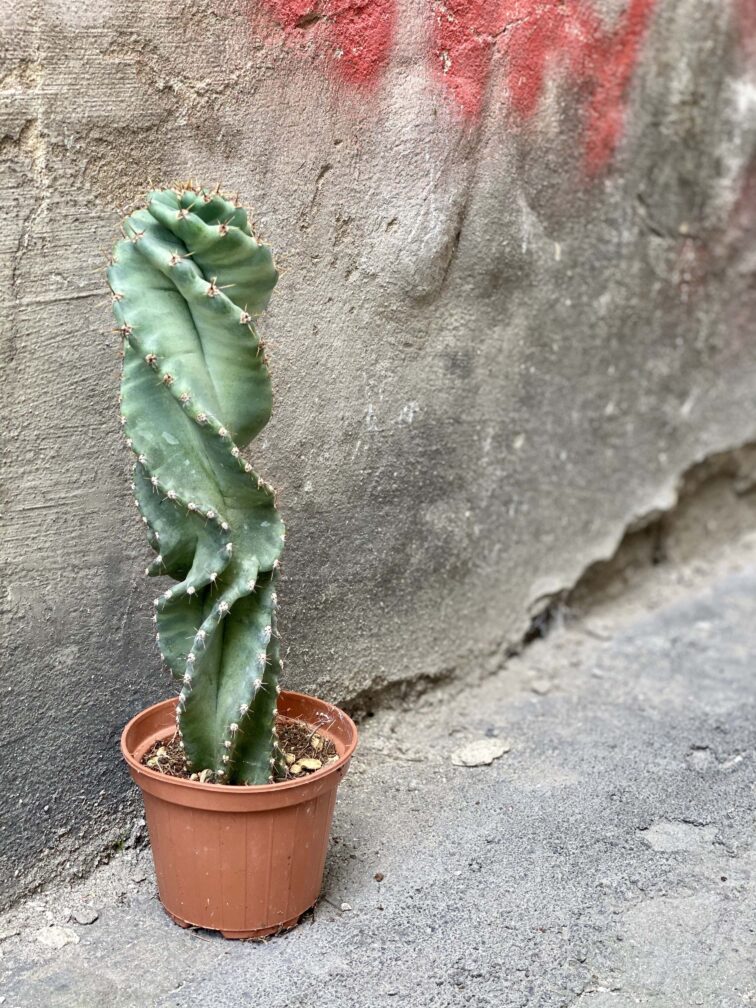 Zdjęcie Cereus Forbesii Spiralis w kategorii rośliny, ujęcie 3