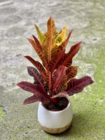 Zdjęcie Codiaeum variegatum Nervia w kategorii rośliny, ujęcie 1