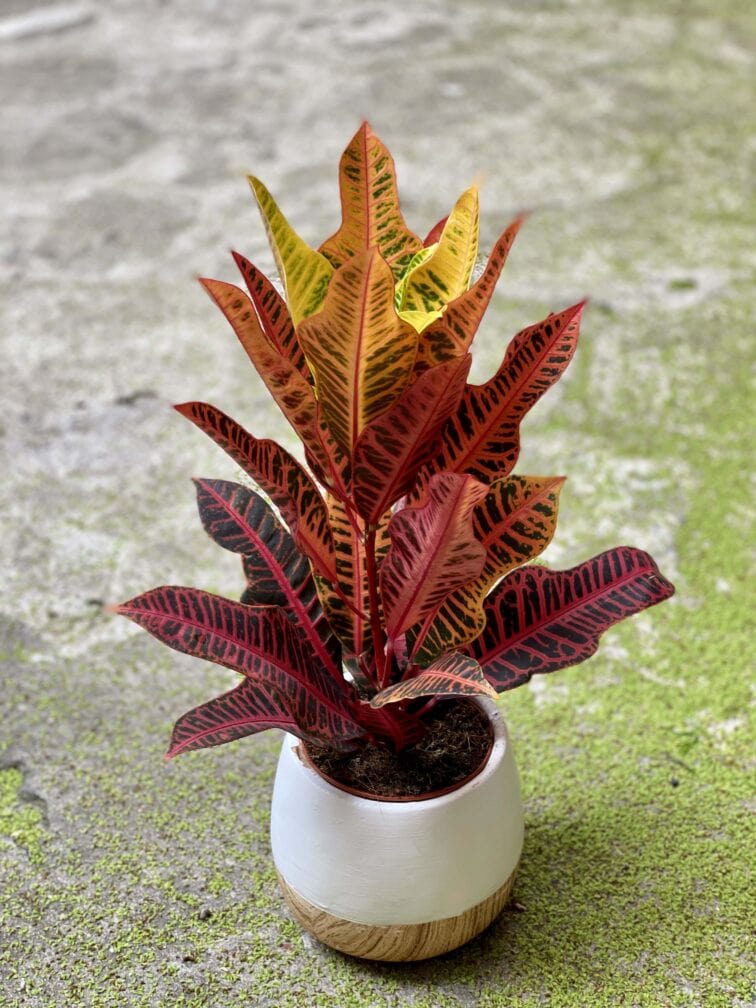Zdjęcie Codiaeum variegatum Nervia w kategorii rośliny, ujęcie 1