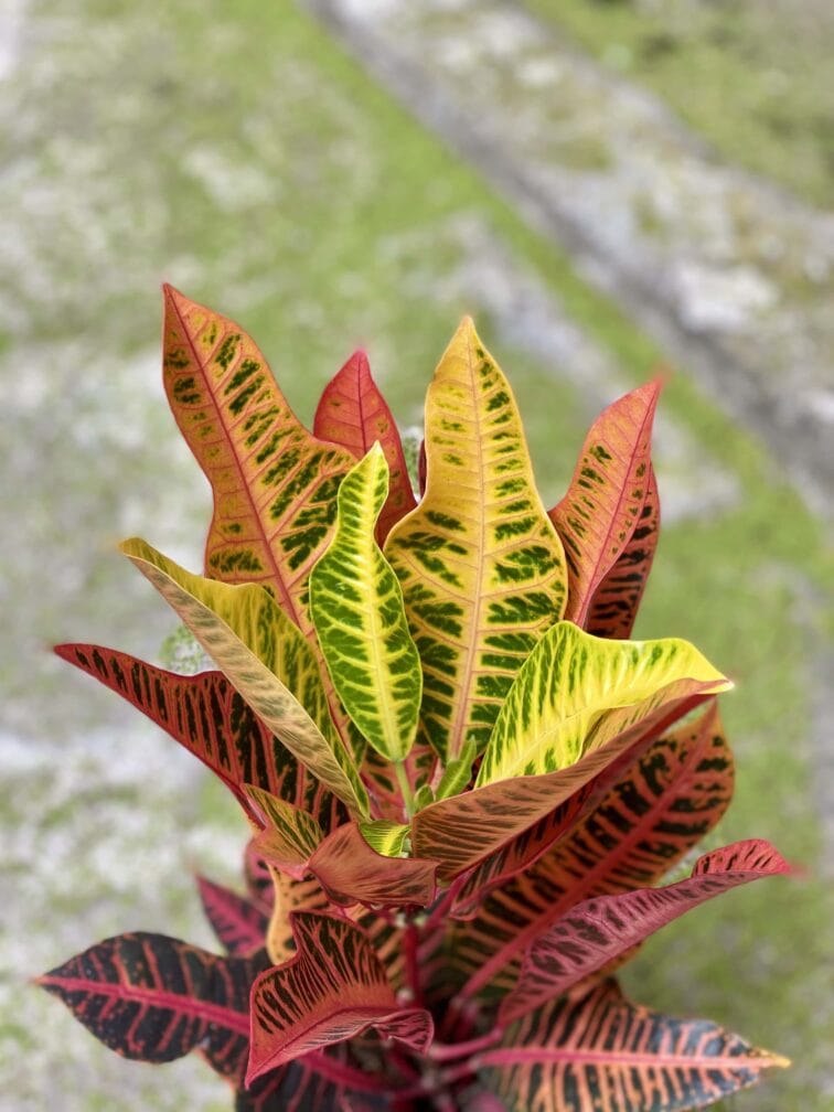 Zdjęcie Codiaeum variegatum Nervia w kategorii rośliny, ujęcie 2